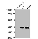 TagControl Antibodies ValidationIP