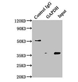 TagControl Antibodies ValidationIP2