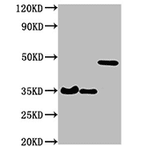 TagControl Antibodies ValidationWB