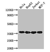 TagControl Antibodies ValidationWB2