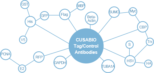 CUSABIO Tag/Loading Control Antibodies