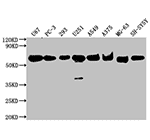 TagControl Antibodies batches02