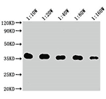 TagControl Antibodies batches03