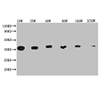 TagControl Antibodies batches04