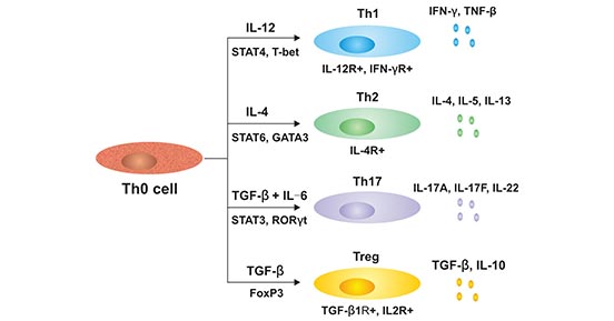 The subtyes of cells differentiated by Th0 cells