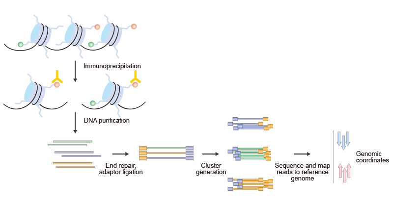 The Brief Processes of ChIP–Seq