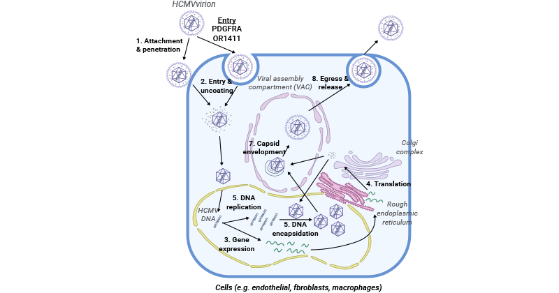 The HCMV life cycle