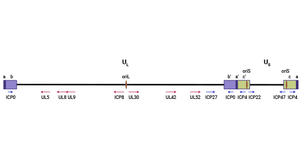 Diagram of the HSV genome