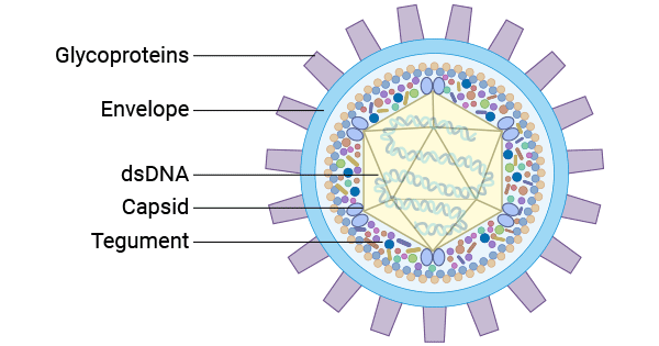 The HSV virion structure 