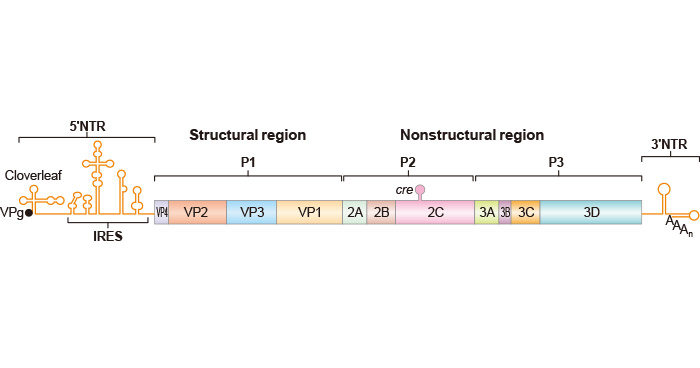 The essential domains of the genome of Poliovirus