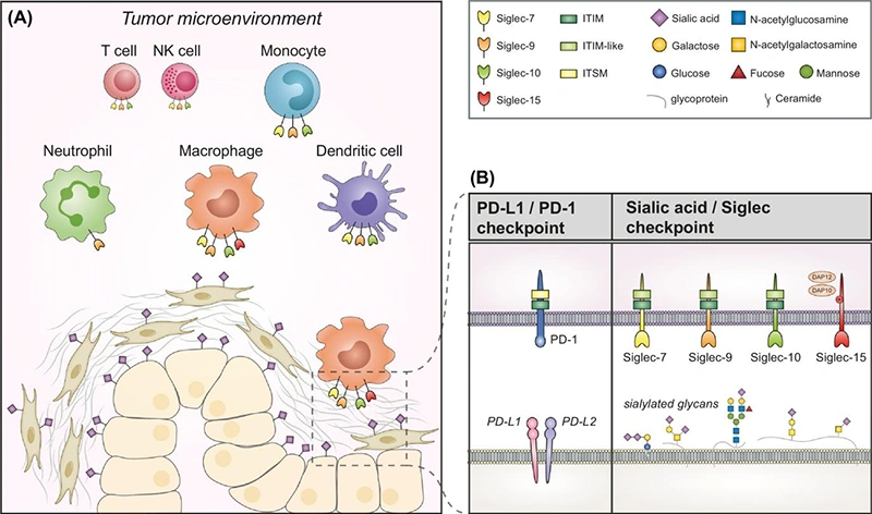 The Sialic Acid-Siglec Immune Checkpoint in the Tumor Microenvironment
