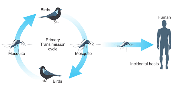 West Nile virus transmission cycle