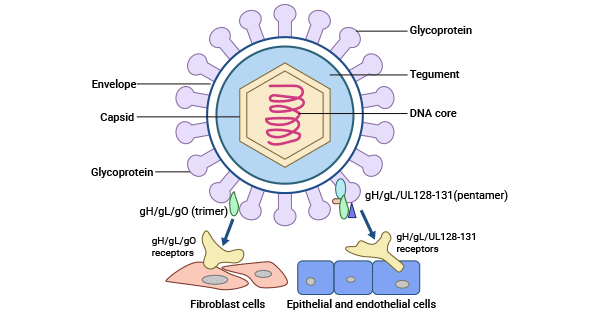 The structure of HCMV