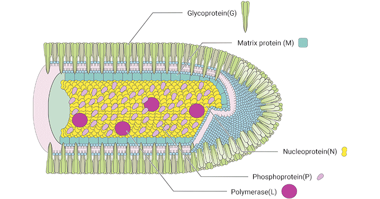 The structure of RABV