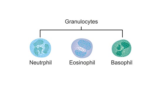 the main types of Granulocyte