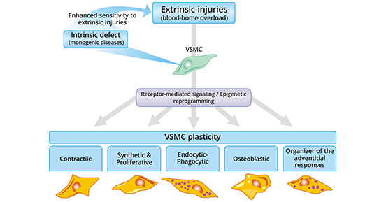VSMC plasticity