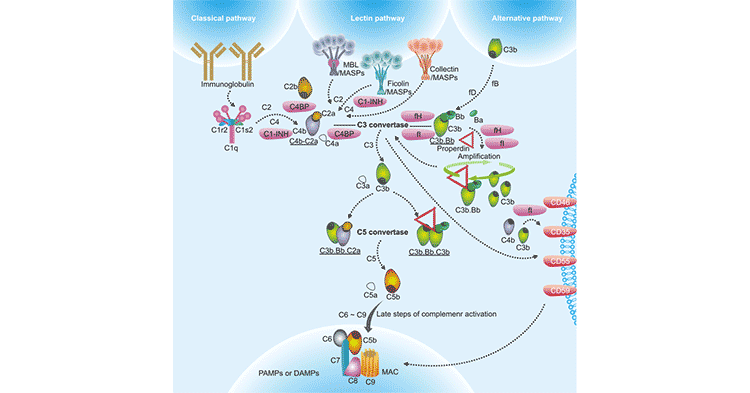 The diagram of complement activation pathways
