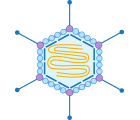 Adenovirus Structure