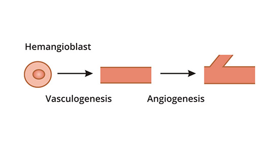 Angiogenesis following vasculogenesis