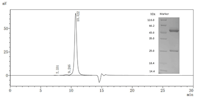 CSB-MA943989I1m SDS-PAGE
