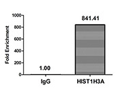 Acetyl-HIST1H3A (K27) Antibody ChIP