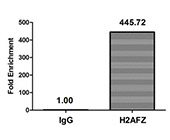Acetyl-H2AFZ (K4) Antibody ChIP
