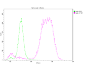 GFAP Monoclonal Antibody FC