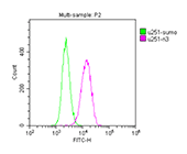 NES Monoclonal Antibody FC