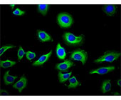 NAIP Antibody IF