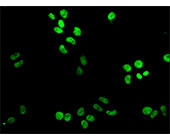 XAB2 Antibody IF