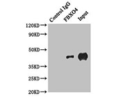 FBXO4 Antibody IP