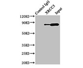 XRCC5 Antibody IP