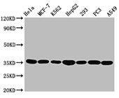 ANXA5 Antibody WB