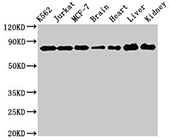 DDX3X Antibody WBs