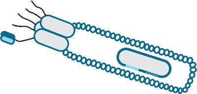 Phage Display Technique