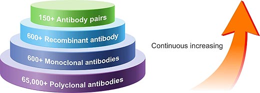 A Wide Range of Antibodies