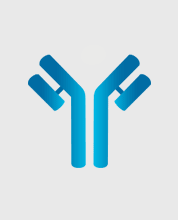 Antibodies produced by Cusabio are validated with ELISA, WB, IHC, IF, IP, etc. Our ChIP Antibodies and Recombinant Antibodies are very popular.