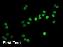 HIST1H4A Antibody Applied in IF 03