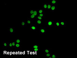 HIST1H4A Antibody Applied in IF 04