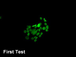 HIST1H4A Antibody Applied in IF 05