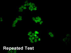 HIST1H4A Antibody Applied in IF 06