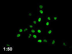 HIST1H4A Antibody Applied in IF 07