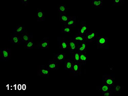 HIST1H4A Antibody Applied in IF 08