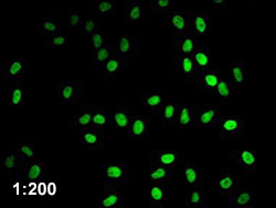HIST1H4A Antibody Applied in IF 09
