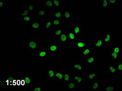 HIST1H4A Antibody Applied in IF 10