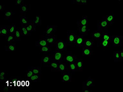 HIST1H4A Antibody Applied in IF 11