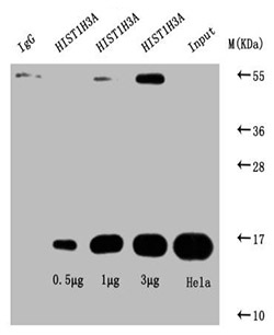 Acetyl-HIST1H3A Antibody Applied in IP 03