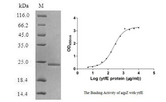 Recombinant E.coli Aquaporin Z SDS & ELISA