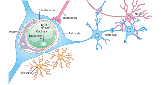 Cellular constituents of the blood–brain barrier