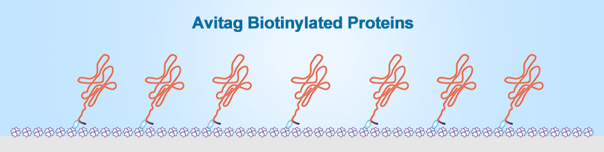 Biotinylated Proteins